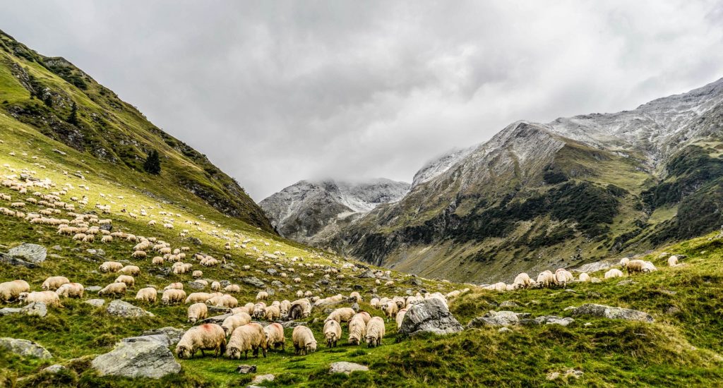 Transumanca në rradhë për krenari: Një vend në listën e UNESCO pas përjetimit të Xhubletës!