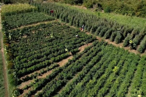 Shqipëri, fermerët e vegjël sfidojnë vështirësitë për të mbështetur turizmin