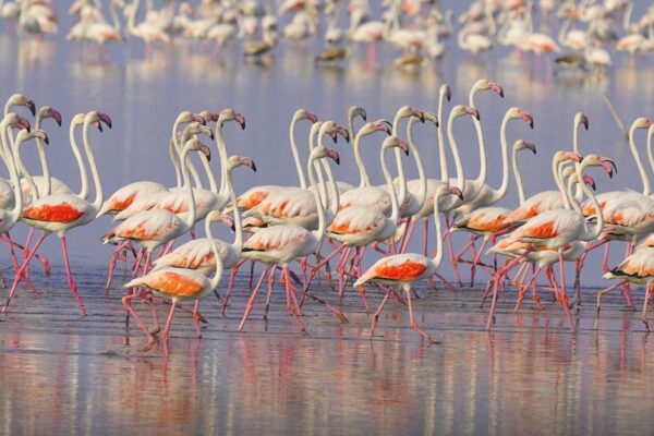 Shqipëri: shtohen flamingot në Nartë, por e ardhmja e tyre e kërcënuar