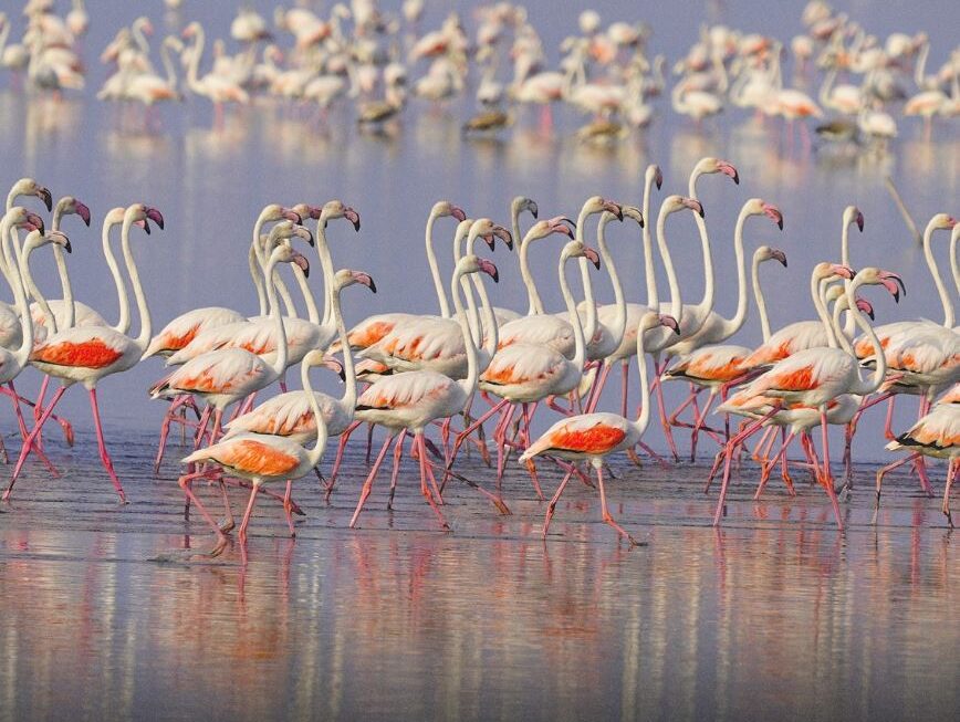 Shqipëri: shtohen flamingot në Nartë, por e ardhmja e tyre e kërcënuar