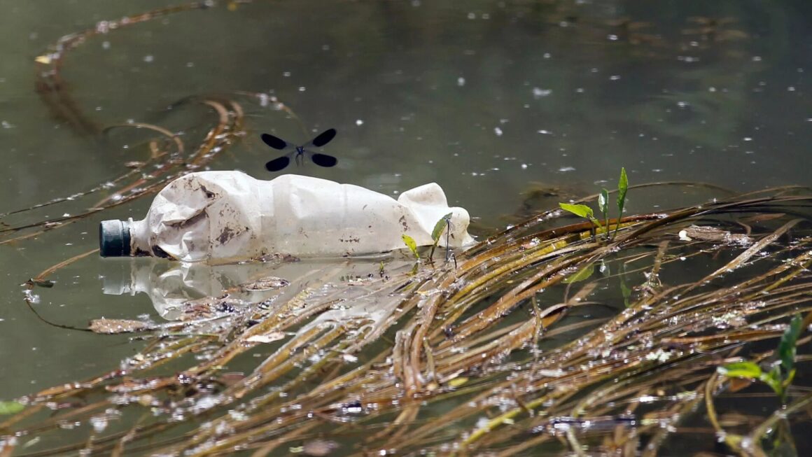 Gati një e katërta e kafshëve që jetojnë në ujërat e ëmbla janë në rrezik zhdukje