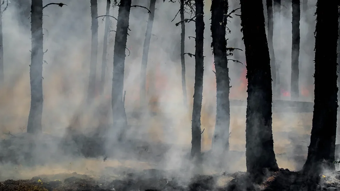 Studimi global: Si ndryshimet klimatike po kthejnë pyjet në vatra zjarresh