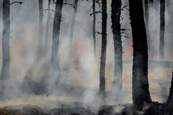 Studimi global: Si ndryshimet klimatike po kthejnë pyjet në vatra zjarresh