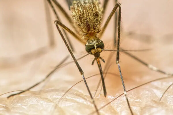 Si po e dëmton shëndetin tonë ndryshimi i klimës