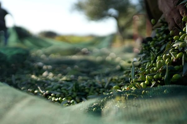 Çfarë po e ul çmimin e vajit të ullirit në tregun europian?